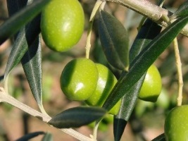ΧΑΛΚΙΔΙΚΗΣ
